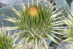 THISTLE BUD