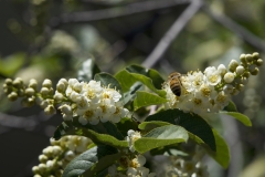 WILD CHERRY BLOSSOMS