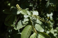 WILD CHERRY BUDS