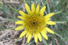 YELLOW SPRING FLOWER