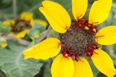 YELLOW SPRING FLOWER