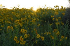 YELLOW FLOWERS OF LATE SUMMER