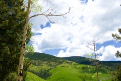 Bright Spring Green