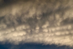 Cotton Balls