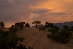 Lone Tree