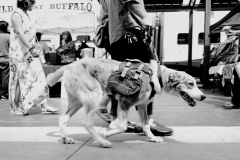 DOG KNOWS IT IS BEING PHOTOGRAPHED