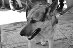 GERMAN SHEPARD